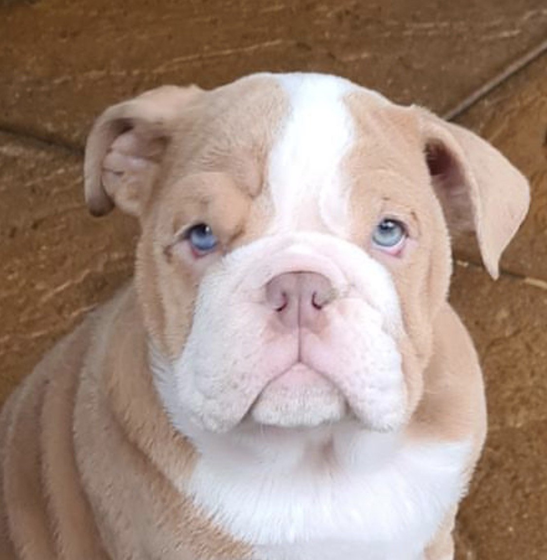 bulldog anglais exotique