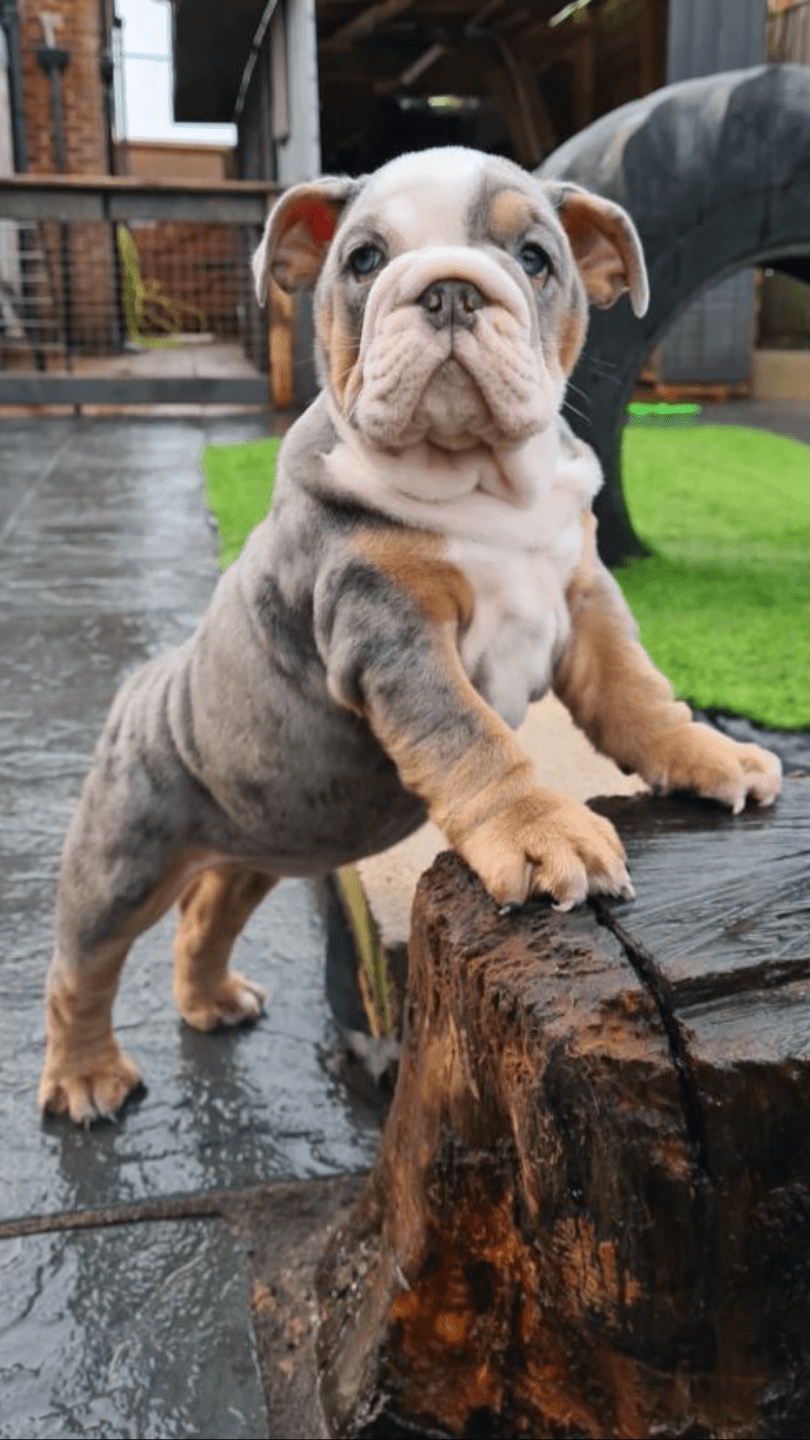 Bulldog Anglais Yeux Bleus Couleur Bleu Merle Et Tan Miss Bullz