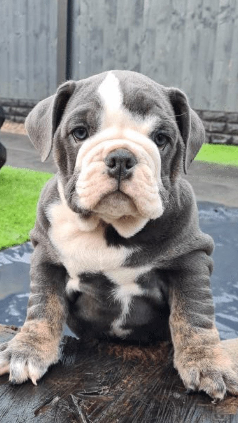 chiot bulldog anglais bleu merle