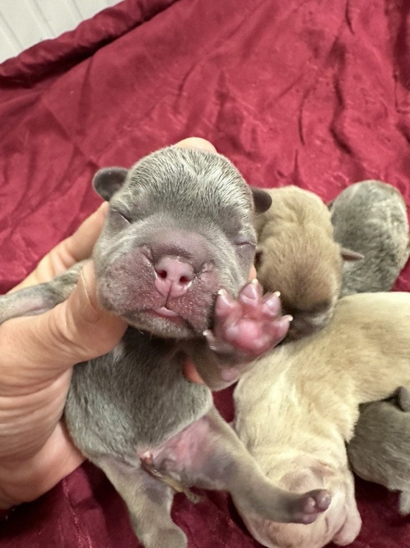 Tizer Miss Bullz Mâle Bouledogue francais Tizer Miss Bullz Mâle Bouledogue francais