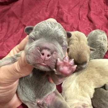 chiot Bouledogue francais Bleu et Tan Miss Bullz, élevage Bulldog Anglais et Français