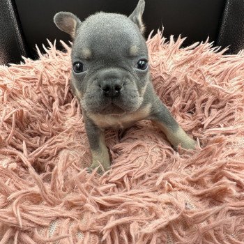 chiot Bouledogue francais Bleu et Tan Tizer Miss Bullz, élevage Bulldog Anglais et Français