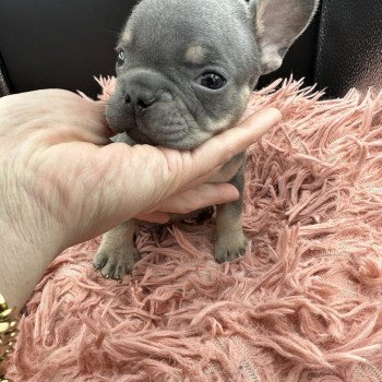 chiot Bouledogue francais Bleu et Tan Tizer Miss Bullz, élevage Bulldog Anglais et Français