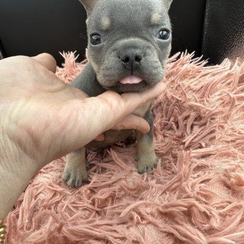 chiot Bouledogue francais Bleu et Tan Tizer Miss Bullz, élevage Bulldog Anglais et Français