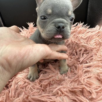 chiot Bouledogue francais Bleu et Tan Tizer Miss Bullz, élevage Bulldog Anglais et Français