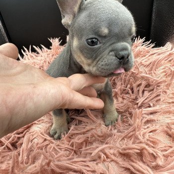 chiot Bouledogue francais Bleu et Tan Tizer Miss Bullz, élevage Bulldog Anglais et Français