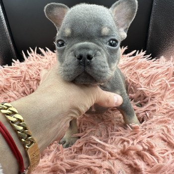 chiot Bouledogue francais Bleu et Tan Tizer Miss Bullz, élevage Bulldog Anglais et Français