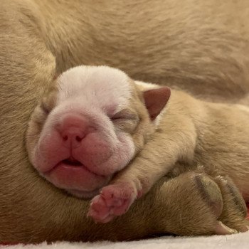 chiot American Bully Red Merle et blanc Bella Miss Bullz, élevage Bulldog Anglais