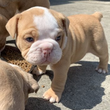 chiot American Bully Red Merle et blanc Bella Miss Bullz, élevage Bulldog Anglais