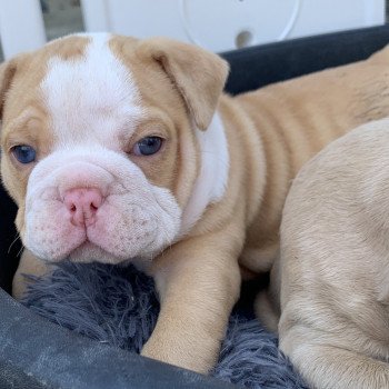 chiot American Bully Red Merle et blanc Bella Miss Bullz, élevage Bulldog Anglais