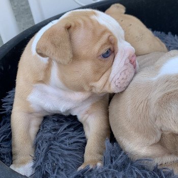 chiot American Bully Red Merle et blanc Bella Miss Bullz, élevage Bulldog Anglais