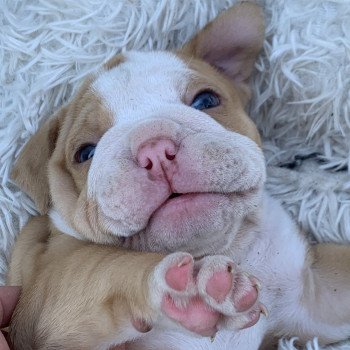 chiot American Bully Red Merle et blanc Bella Miss Bullz, élevage Bulldog Anglais