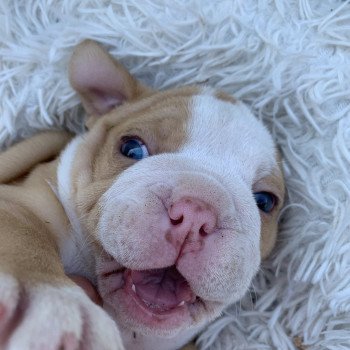 chiot American Bully Red Merle et blanc Bella Miss Bullz, élevage Bulldog Anglais