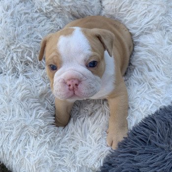 chiot American Bully Red Merle et blanc Bella Miss Bullz, élevage Bulldog Anglais