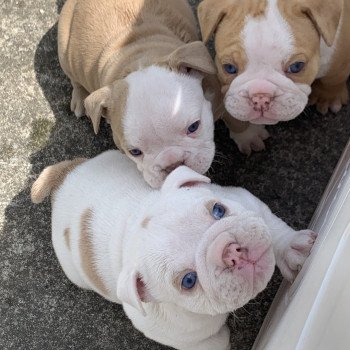 chiot American Bully Red Merle et blanc Bella Miss Bullz, élevage Bulldog Anglais