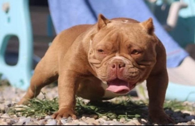 Chocolate Miss Bullz Femelle American Bully Chocolate Miss Bullz Femelle American Bully