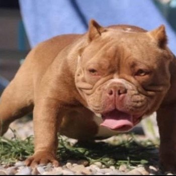 chien American Bully Red Choco & Blanc Chocolate Miss Bullz, élevage Bulldog Anglais