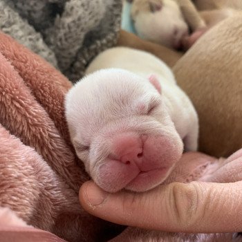 chiot American Bully Blanc & Lila Ice T Miss Bullz, élevage Bulldog Anglais