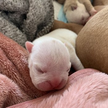 chiot American Bully Blanc & Lila Ice T Miss Bullz, élevage Bulldog Anglais