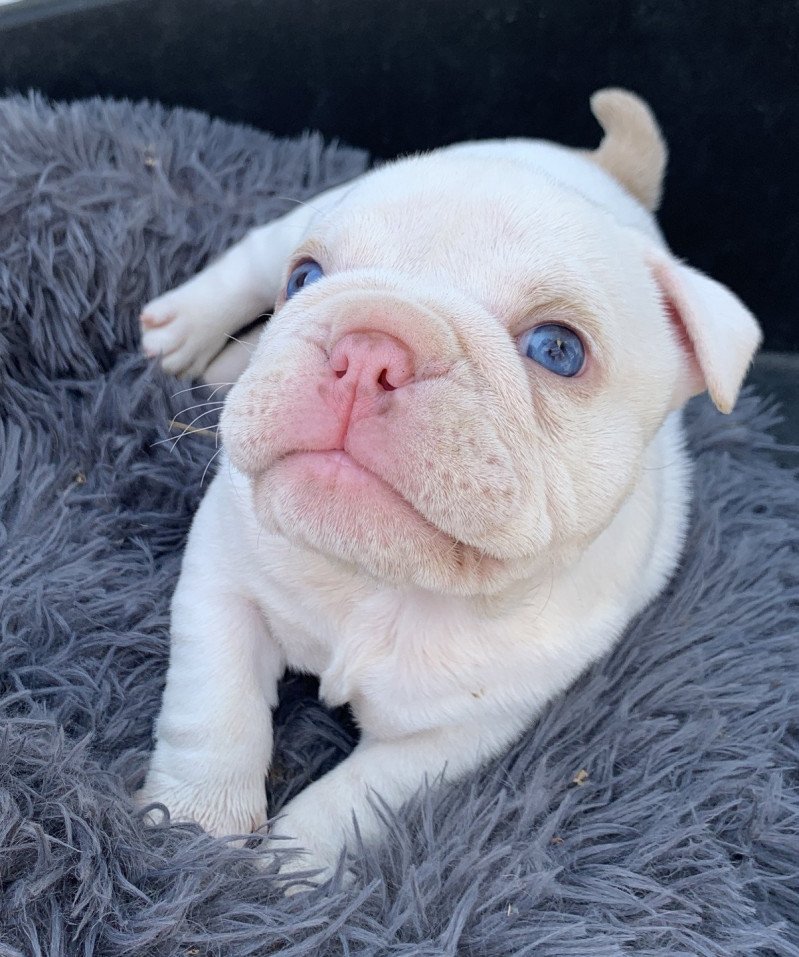 Ice T Miss Bullz Femelle American Bully