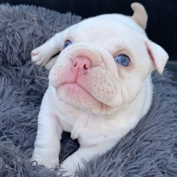 chiot American Bully Blanc & Lila Ice T Miss Bullz, élevage Bulldog Anglais