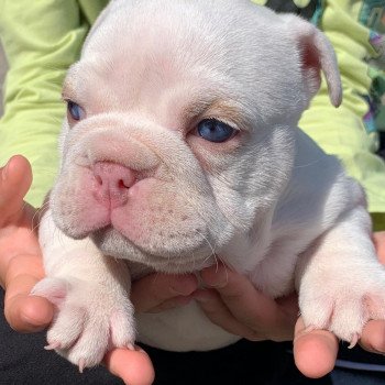 chiot American Bully Blanc & Lila Ice T Miss Bullz, élevage Bulldog Anglais