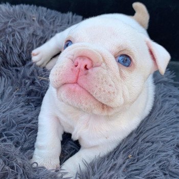 chiot American Bully Blanc & Lila Ice T Miss Bullz, élevage Bulldog Anglais