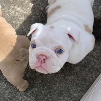 chiot American Bully Blanc & Lila Ice T Miss Bullz, élevage Bulldog Anglais