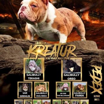 chien American Bully Red Merle et blanc Kreatur Miss Bullz, élevage Bulldog Anglais