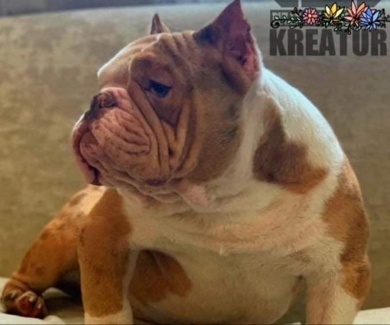 Kreatur Mâle American Bully