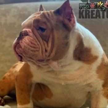 chien American Bully Red Merle et blanc Kreatur Miss Bullz, élevage Bulldog Anglais