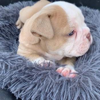 chiot American Bully Lila & Blanche Twice Miss Bullz, élevage Bulldog Anglais