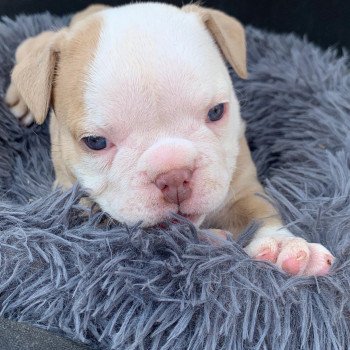 chiot American Bully Lila & Blanche Twice Miss Bullz, élevage Bulldog Anglais