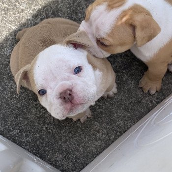 chiot American Bully Lila & Blanche Twice Miss Bullz, élevage Bulldog Anglais