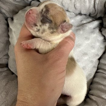 chiot Bouledogue francais caille fawn merle Camilla Miss Bullz, élevage Bulldog Anglais et Français