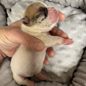 chiot Bouledogue francais caille fawn merle Camilla Miss Bullz, élevage Bulldog Anglais et Français