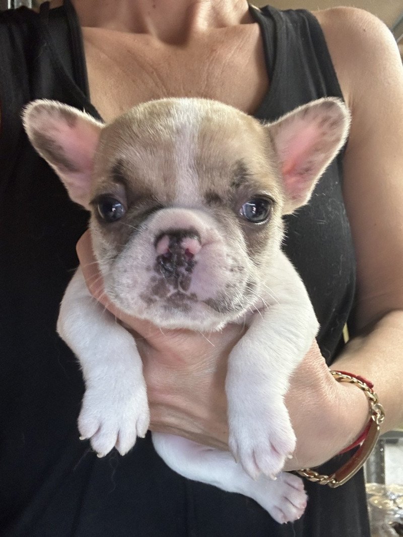 Camilla Miss Bullz Femelle Bouledogue francais