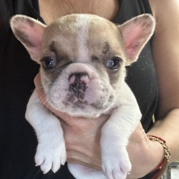 chiot Bouledogue francais caille fawn merle Camilla Miss Bullz, élevage Bulldog Anglais et Français