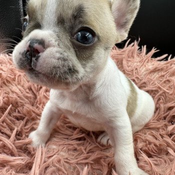 chiot Bouledogue francais caille fawn merle Camilla Miss Bullz, élevage Bulldog Anglais et Français