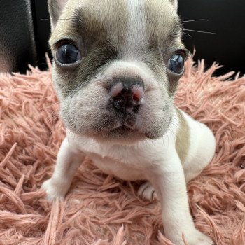 chiot Bouledogue francais caille fawn merle Camilla Miss Bullz, élevage Bulldog Anglais et Français