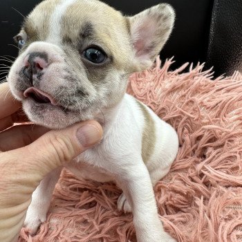 chiot Bouledogue francais caille fawn merle Camilla Miss Bullz, élevage Bulldog Anglais et Français