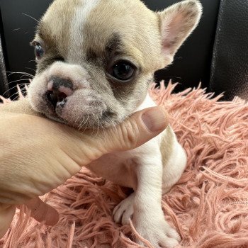 chiot Bouledogue francais caille fawn merle Camilla Miss Bullz, élevage Bulldog Anglais et Français