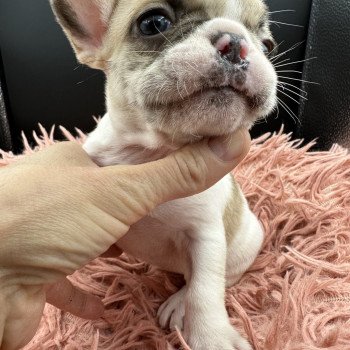 chiot Bouledogue francais caille fawn merle Camilla Miss Bullz, élevage Bulldog Anglais et Français