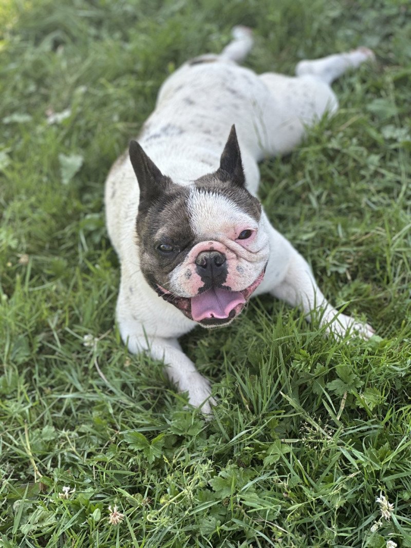 DOLY Miss Bullz Femelle Bouledogue francais