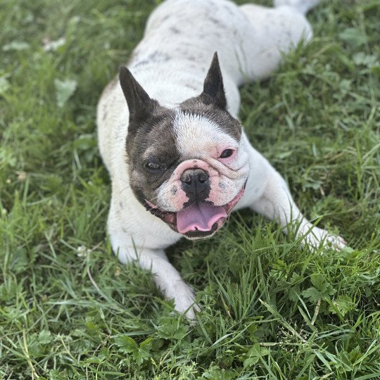 DOLY Miss Bullz Femelle Bouledogue francais