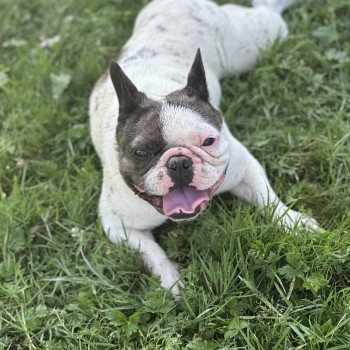 chien Bouledogue francais Caille choco merle DOLY Miss Bullz, élevage Bulldog Anglais et Français