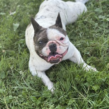 chien Bouledogue francais Caille choco merle DOLY Miss Bullz, élevage Bulldog Anglais et Français