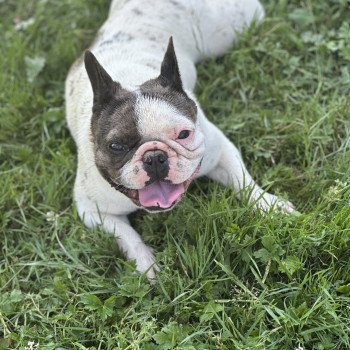 chien Bouledogue francais Caille choco merle DOLY Miss Bullz, élevage Bulldog Anglais et Français