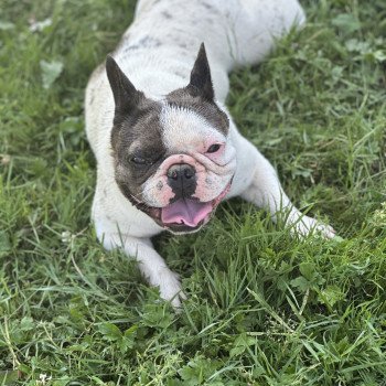 chien Bouledogue francais Caille choco merle DOLY Miss Bullz, élevage Bulldog Anglais et Français