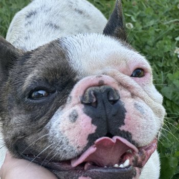 chien Bouledogue francais Caille choco merle DOLY Miss Bullz, élevage Bulldog Anglais et Français